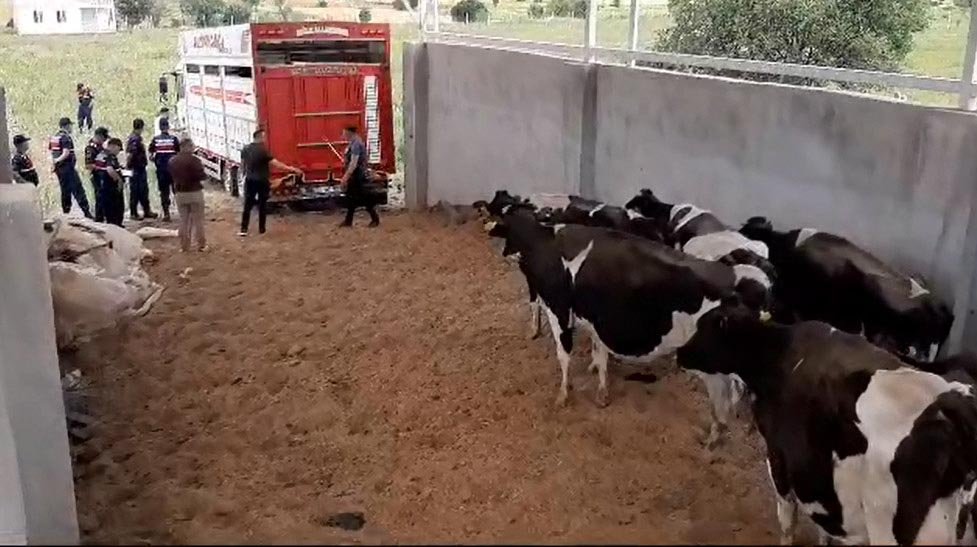 Çalıştığı çiftlikteki hayvanları çaldı, Jandarma ekiplerince yakalandı
