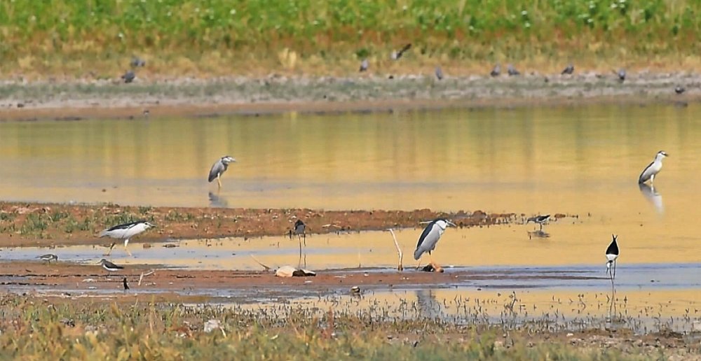 Kuraklık nedeniyle su bulamayan binlerce kuş, üniversitedeki gölette toplandı