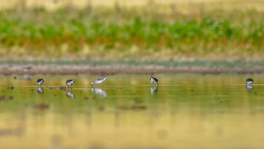 Kuraklık nedeniyle su bulamayan binlerce kuş, üniversitedeki gölette toplandı