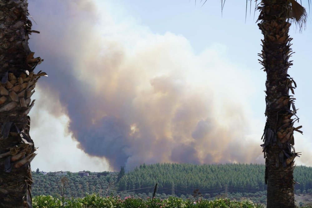 Milas'ta 160 hektar alan küle dönmüştü: Nedeni belli oldu