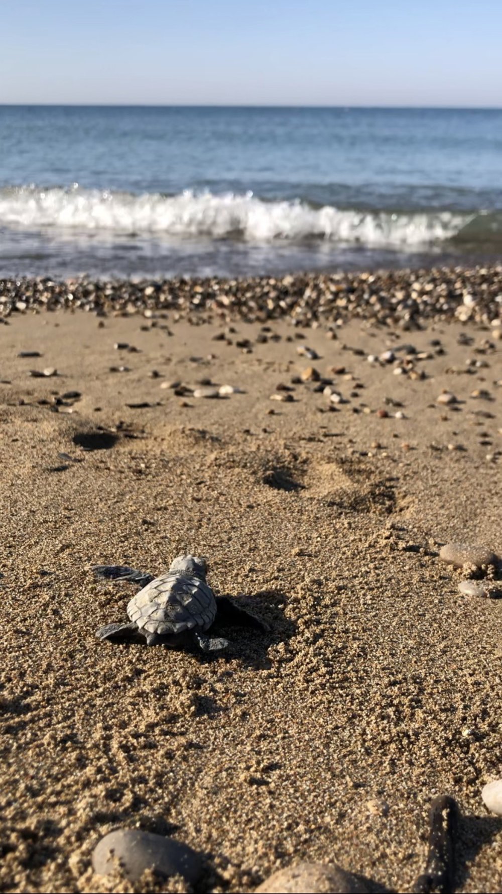 Nesli tehlike altındaki tür için önlemler artırıldı: 25 sahilde gece yasağı