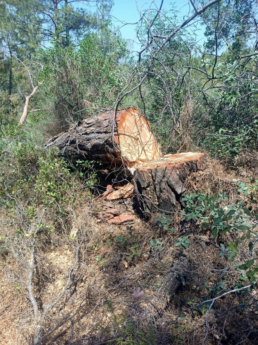 Akbelen'de orman katliamı: Gözaltına alınanlar var