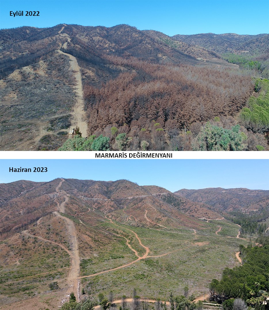 Marmaris'te yanan ormanlar 1 yılda yeşile döndü