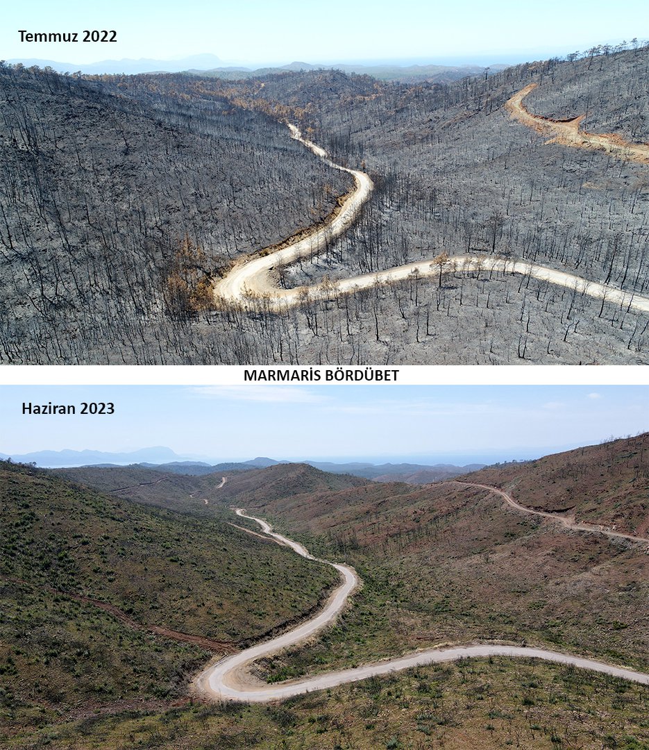 Marmaris'te yanan ormanlar 1 yılda yeşile döndü