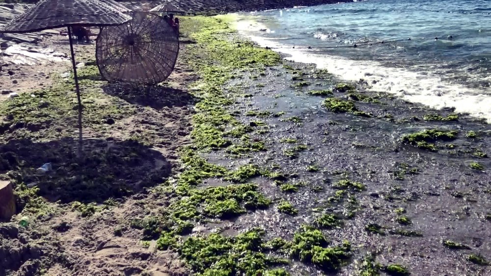 Metrelerce uzunluğundaki sahili yosunla kaplandı