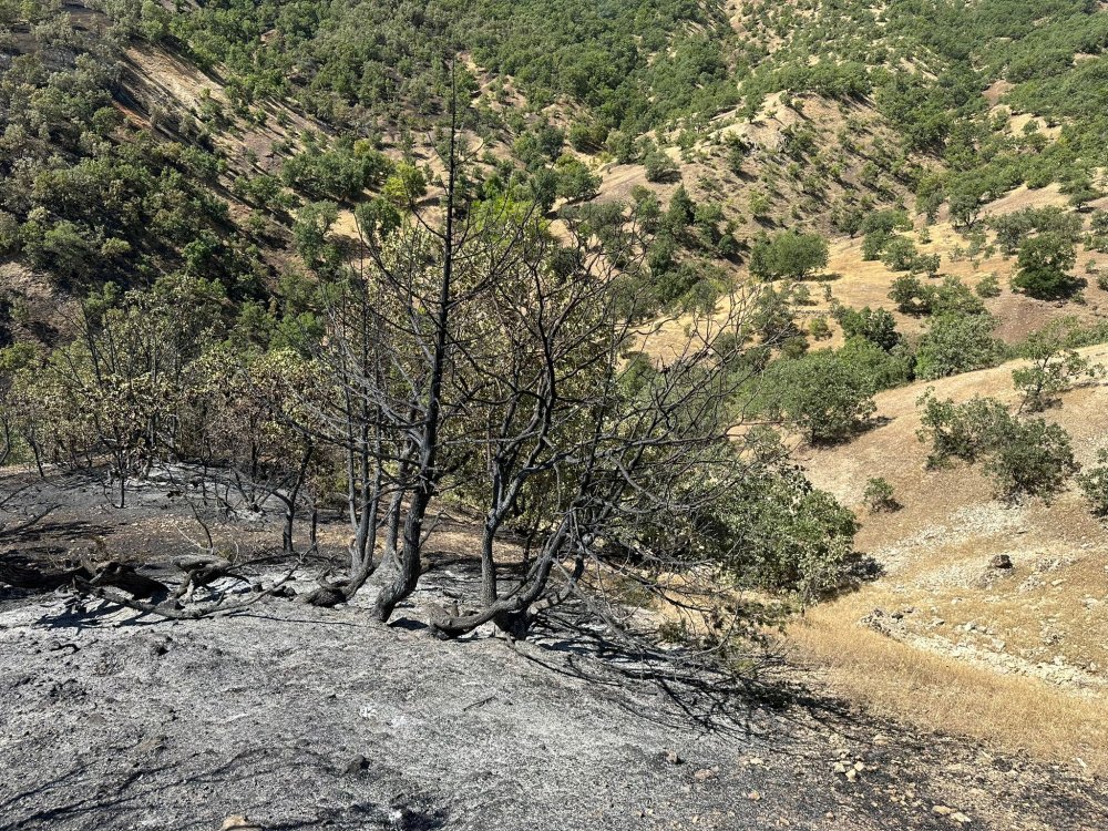 Bingöl'de orman yangını: 3'üncü gününde kontrol altında