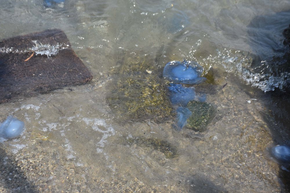 Turistik ilçede denizanası alarmı: 'İki temel sebebi var'