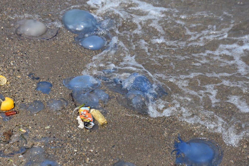 Turistik ilçede denizanası alarmı: 'İki temel sebebi var'
