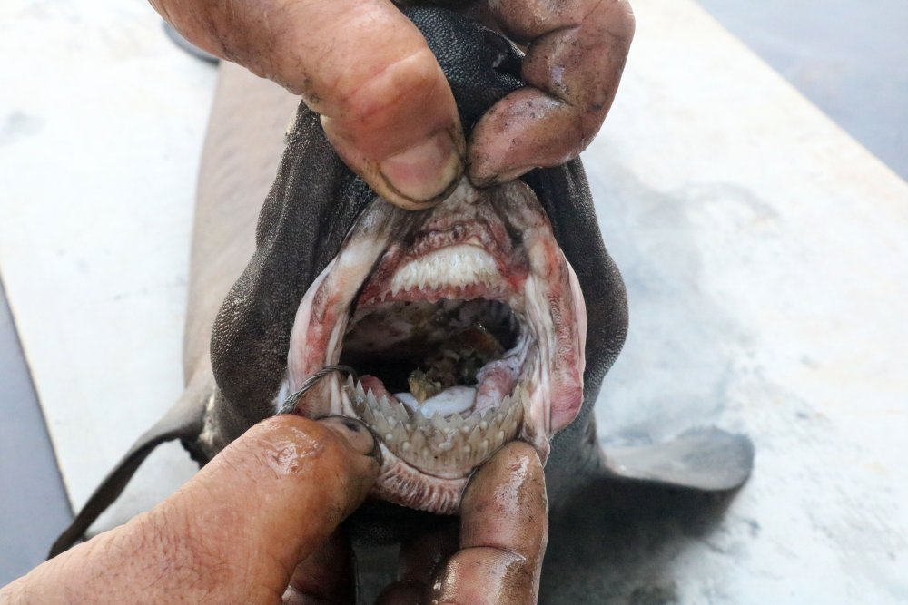 'Ninja Lanternshark' türü köpek balığı yakalandı: 'Daha önce hiç görmedim'