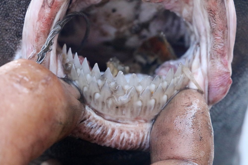 'Ninja Lanternshark' türü köpek balığı yakalandı: 'Daha önce hiç görmedim'