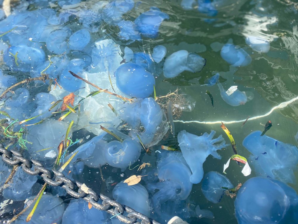 Turistik ilçede denizanası istilası: Plajlar boş kaldı