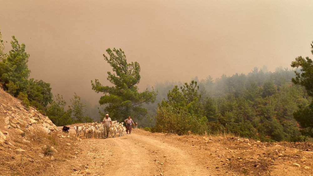 Çanakkale'de orman yangını: Müdahale sürüyor