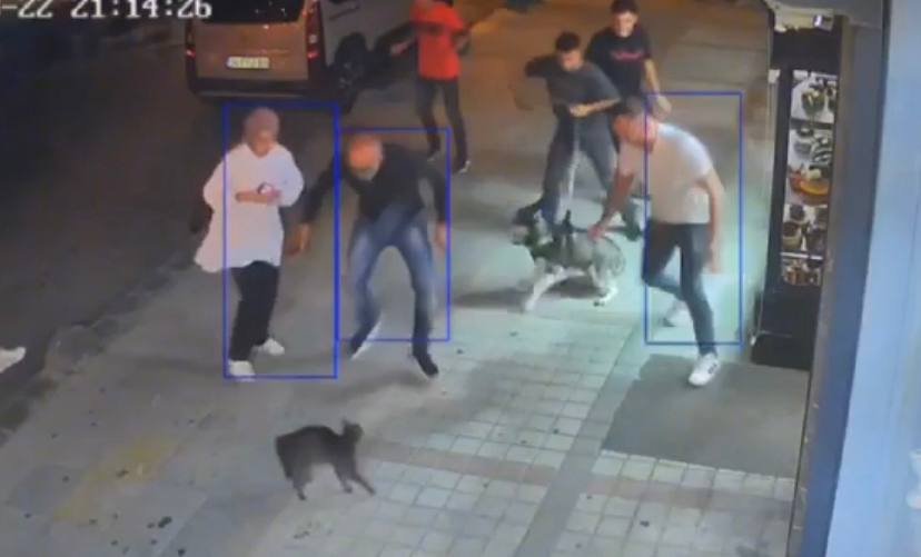 Köpeklere savaş açan kedi çevredekileri şaşkına çevirdi: Sibirya kurduna saldırdı