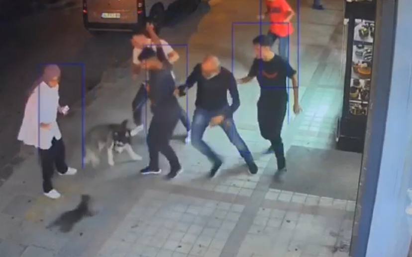 Köpeklere savaş açan kedi çevredekileri şaşkına çevirdi: Sibirya kurduna saldırdı