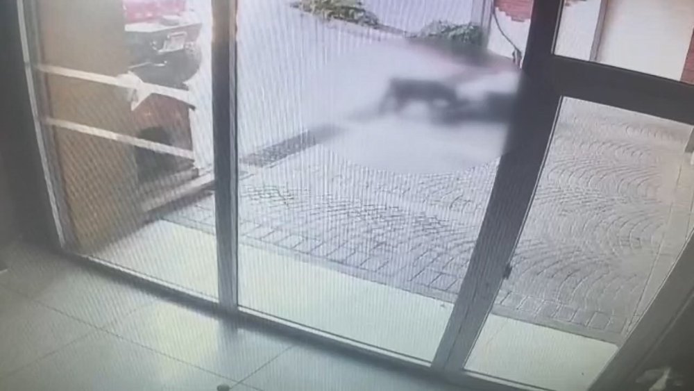 Bakırköy'deki Pitbull saldırısı: Sahipleri yakalandı