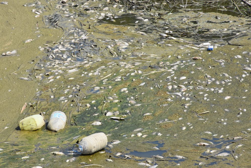 Nehirde toplu balık ölümleri: 'Böyle devam ederse çok sayıda canlı ölecek'