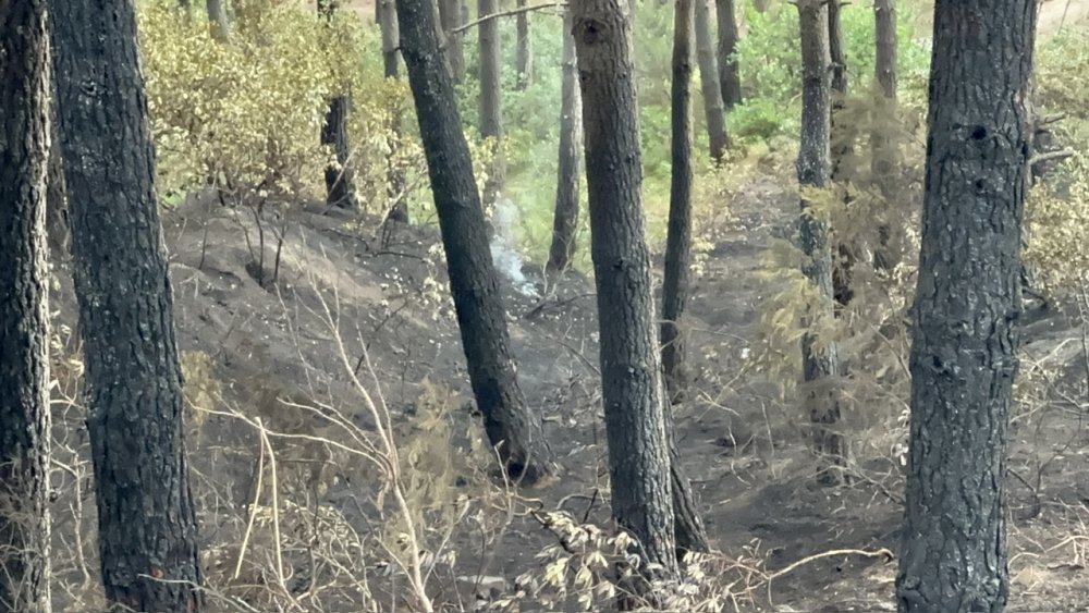Orman yangınında 3 hektarlık alan zarar gördü