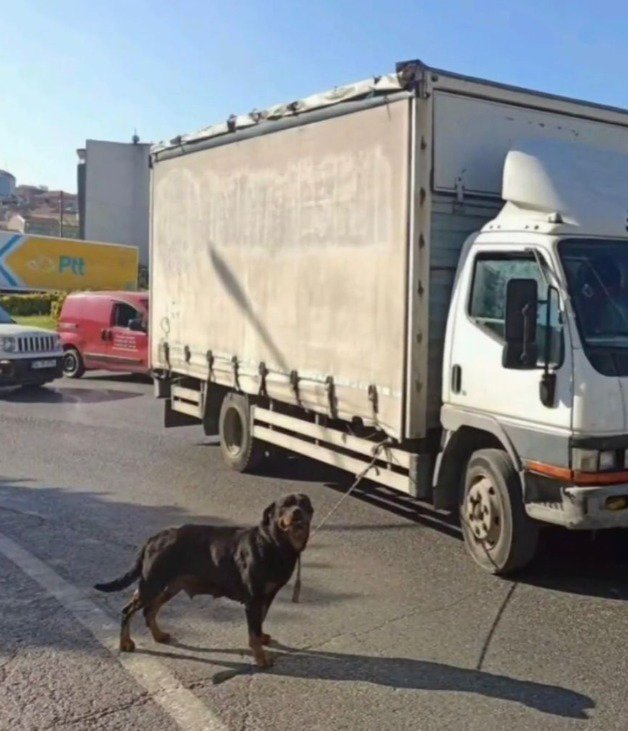 Köpeği kamyonete bağlayan sürücüye ceza