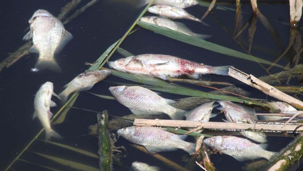 Tahliye kanalındaki toplu balık ölümleri: Sebebi belli oldu