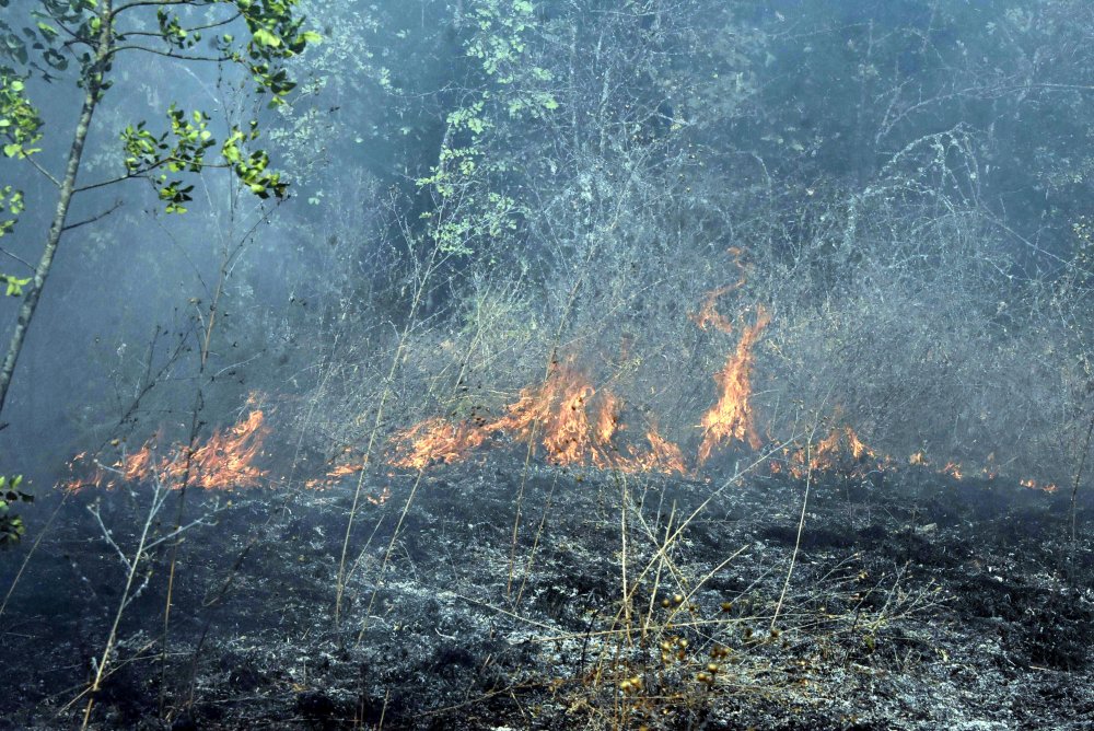 Edirne'de orman yangını: Müdahale sürüyor