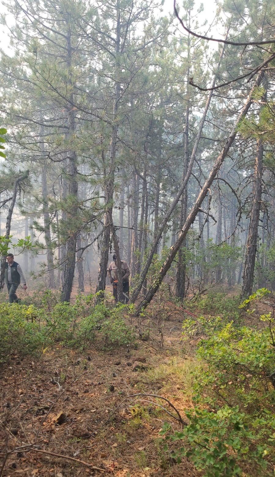 Kütahya’da orman yangını: Havadan ve karadan müdahale ediliyor