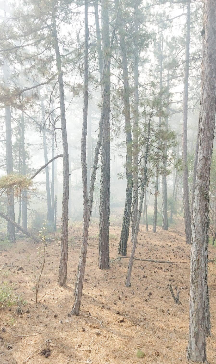 Kütahya’da orman yangını: Havadan ve karadan müdahale ediliyor