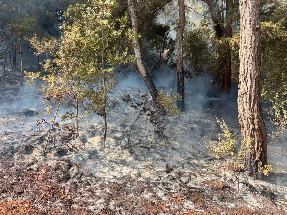 Adana'da iki ayrı yerde orman yangını