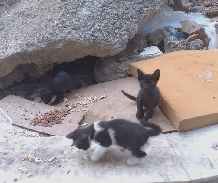 Yavru kedileri annesine kavuşturmak için camiden anons!