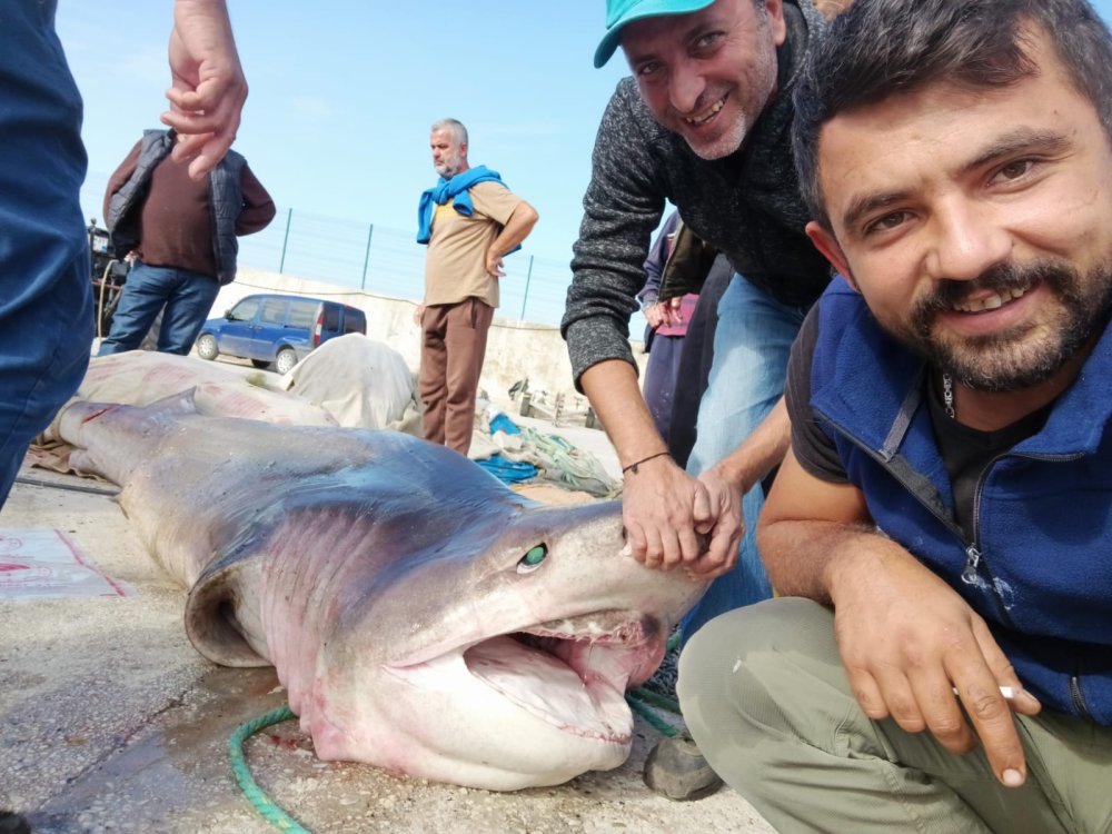 Marmara'da 4 metrelik köpek balığı paniği!
