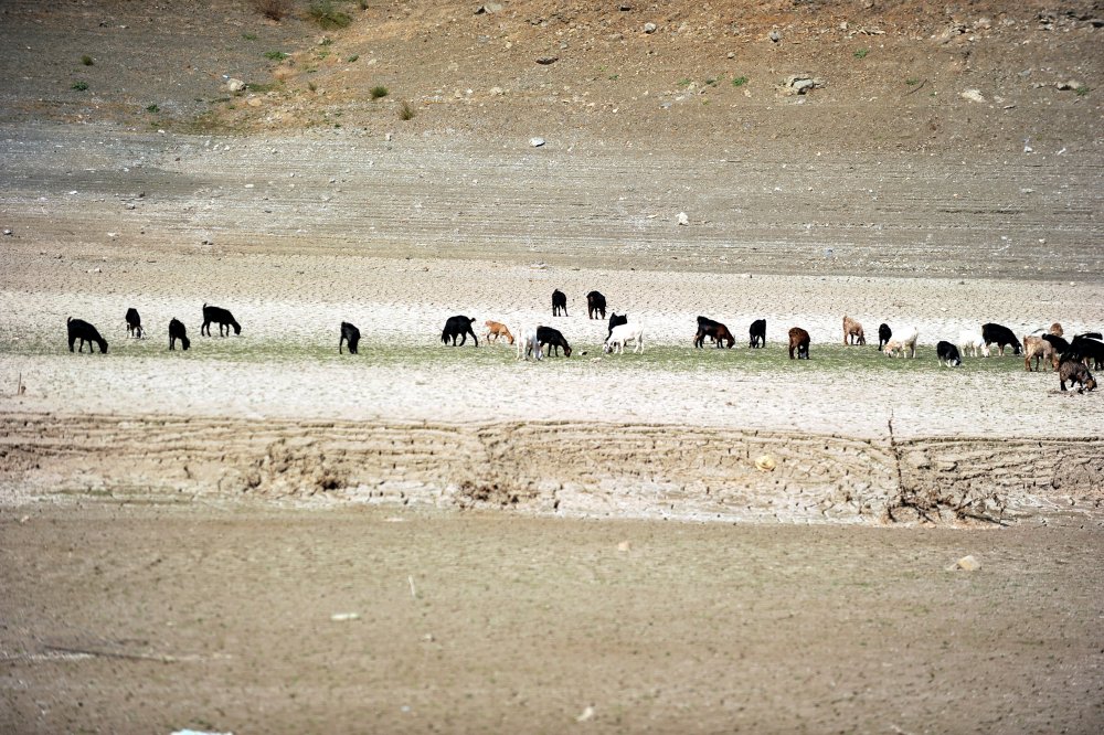Kuruyan barajda, koyun ve keçiler otluyor