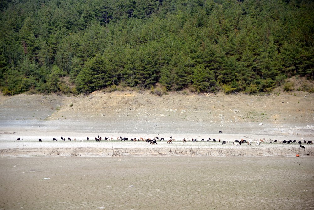 Kuruyan barajda, koyun ve keçiler otluyor
