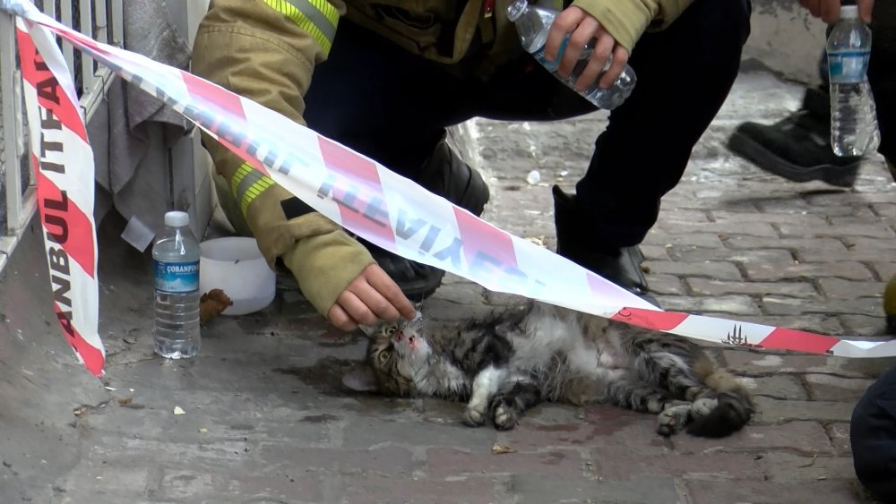5 katlı binada yangın paniği: Kedi kalp masajıyla kurtarıldı