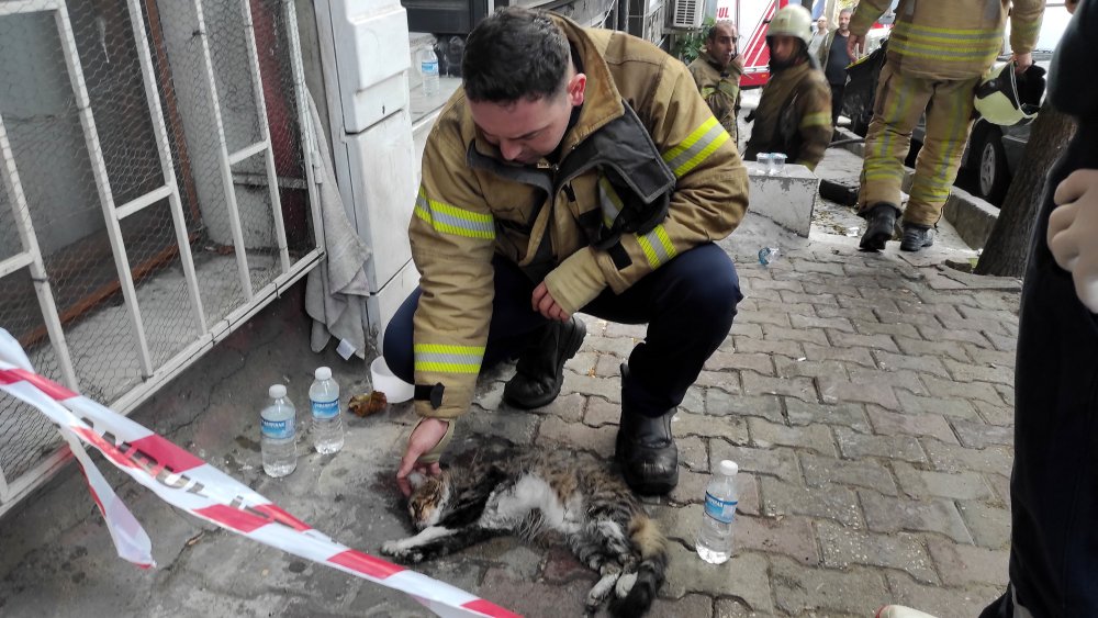 5 katlı binada yangın paniği: Kedi kalp masajıyla kurtarıldı