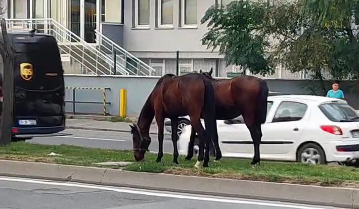 İstanbul trafiğinde görenleri şaşkına çevirdi: Atlar refüjde otladı, trafiğe karıştı