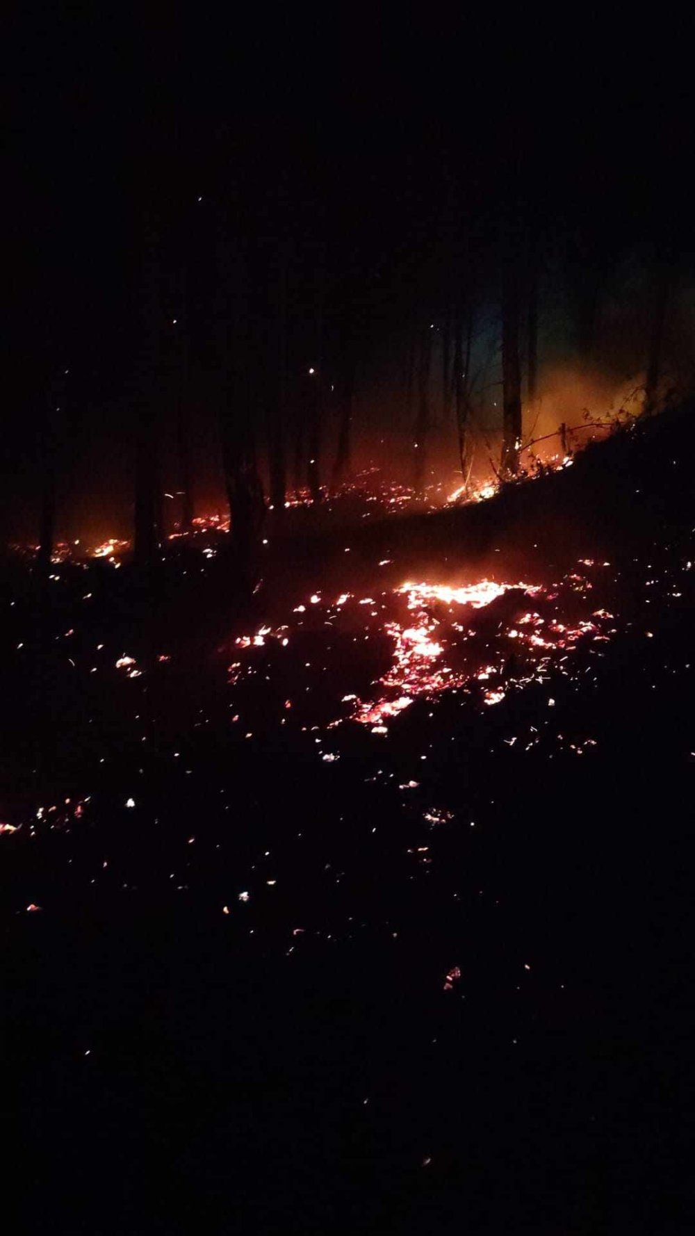 Bolu'da korkutan orman yangını