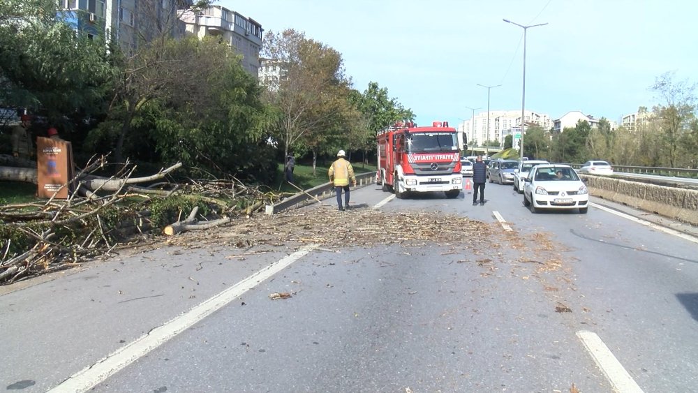 TEM'de ağaç devrildi, trafik kilitlendi!