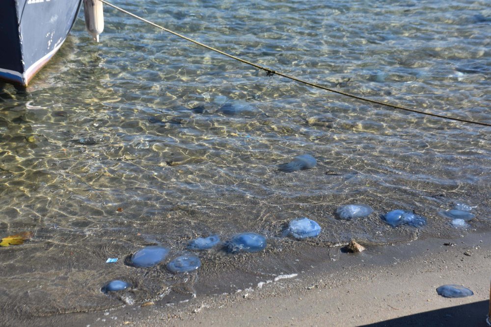 Turistik ilçede tedirgin eden mavi denizanası istilası: 'Hiç görmediğimiz kadar artış görüyoruz'