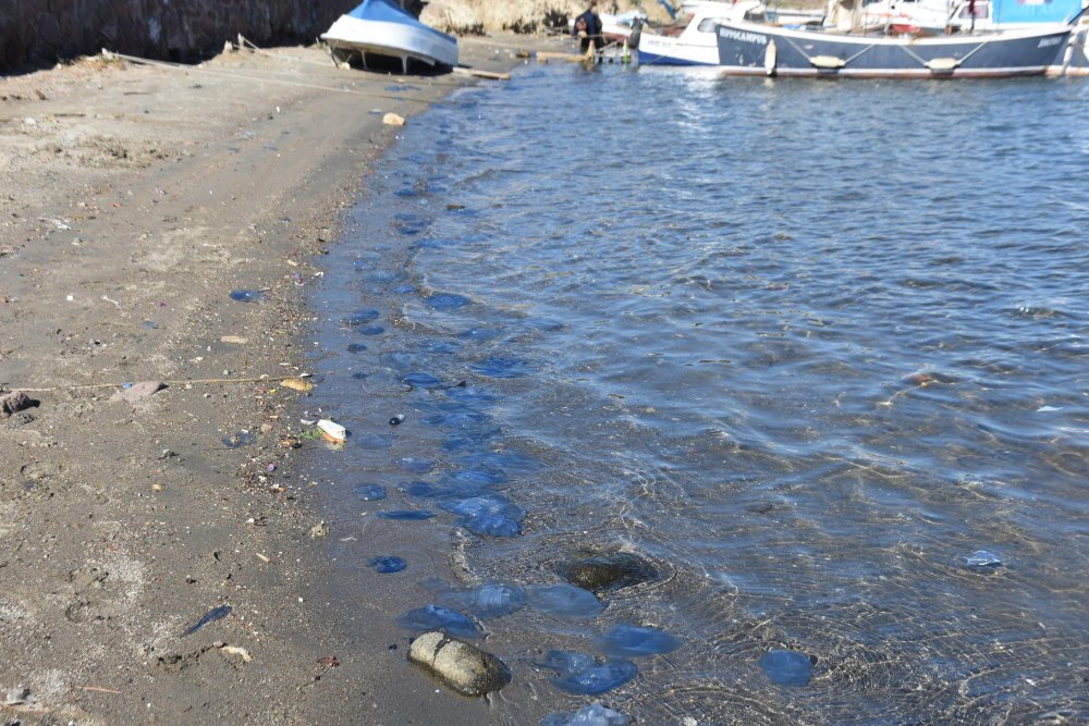 Turistik ilçede tedirgin eden mavi denizanası istilası: 'Hiç görmediğimiz kadar artış görüyoruz'