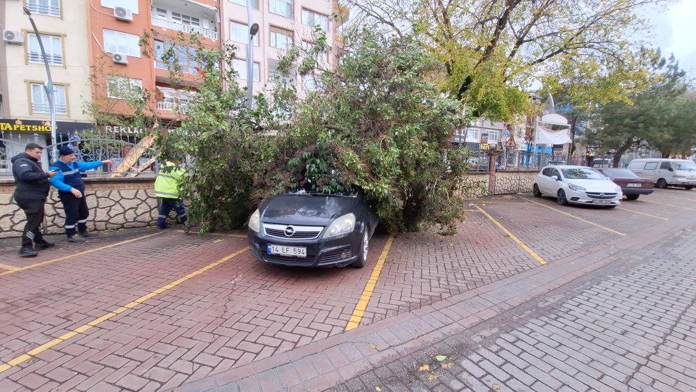 Ağaç otomobilin üzerine devrildi!
