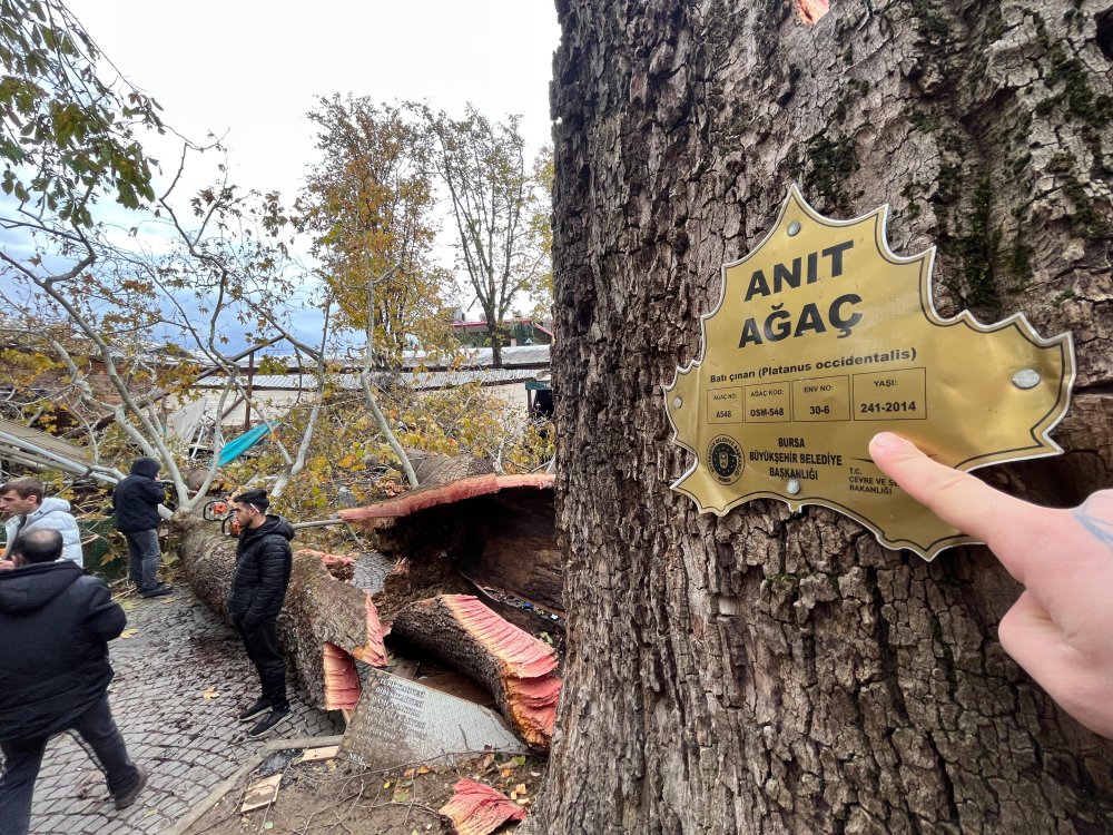 Tarihi handaki 250 yıllık çınar ağacı devrildi