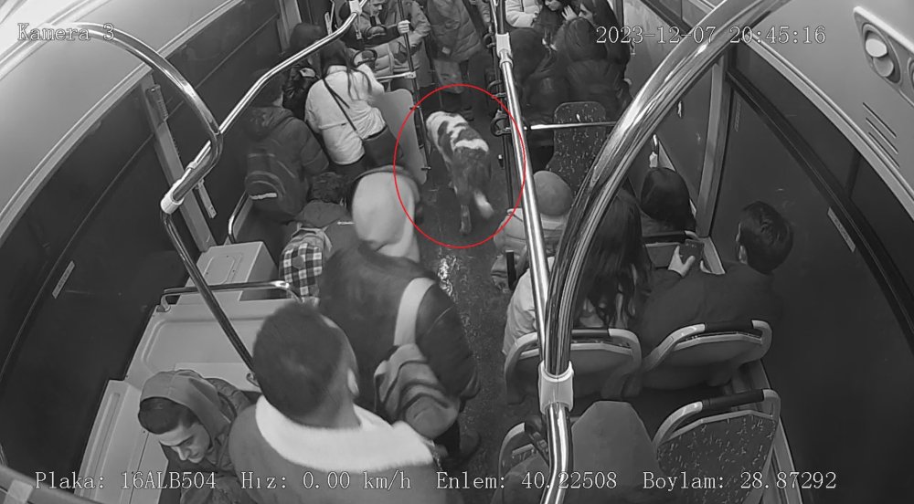 Otobüste 'kaçak' yolculuğu: Tel örgülerle çevrili kafesten atlayıp kaçtı