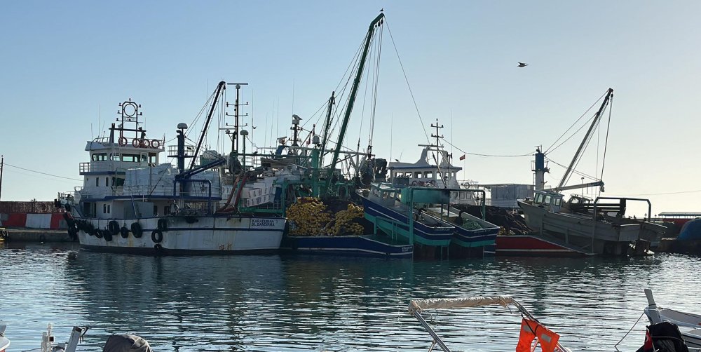 Tekirdağlı balıkçılar, 30 ton torik avladı