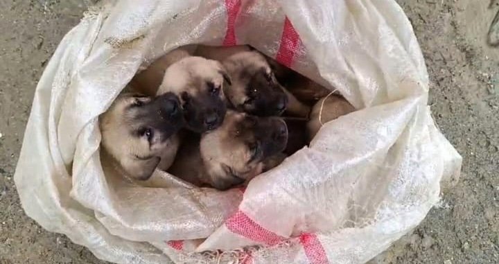 15 yavru köpek ölüme terk edildi: Ağzı bağlanmış çuvallar içinde bulundular