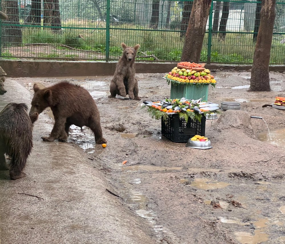 Yavru ayılara doğum günü kutlaması