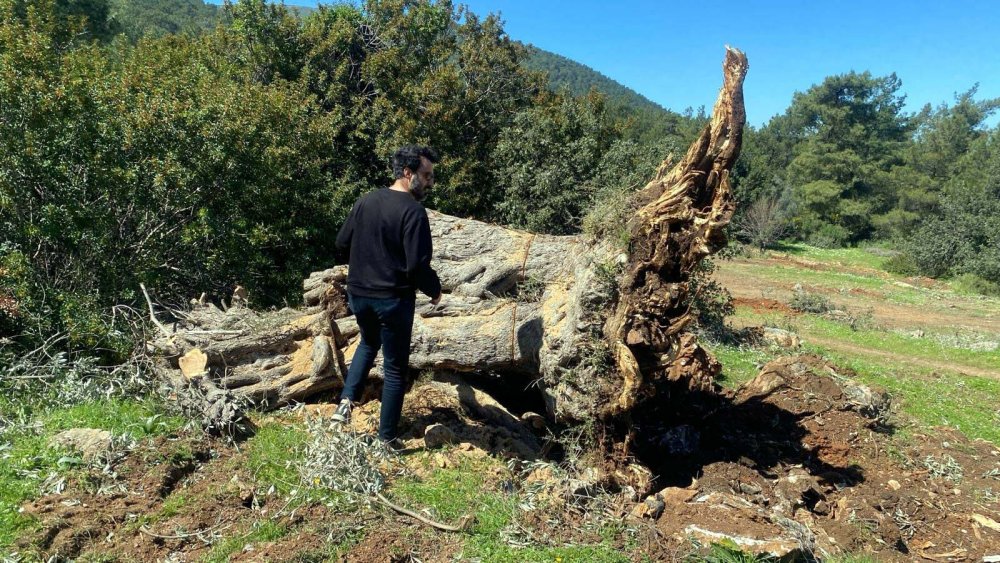 500 ila 1000 yıllık onlarca ağacı kestiler: Cezası sadece 30 bin lira