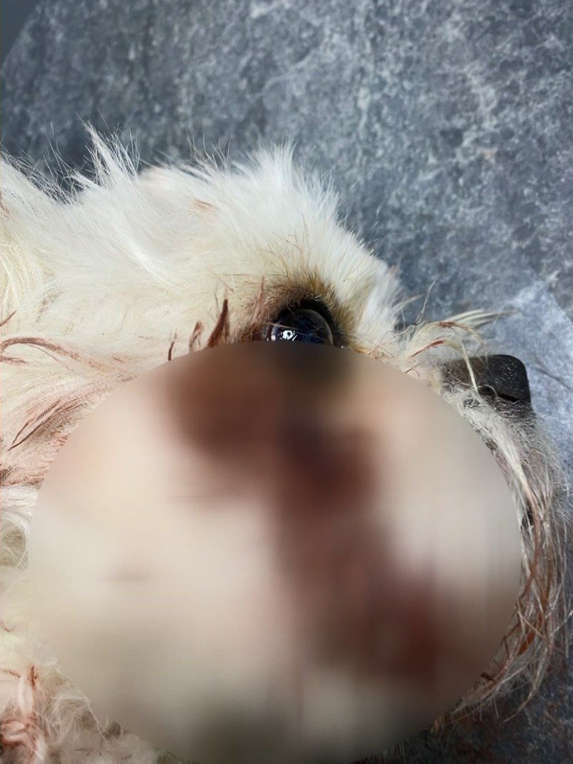 Köpeği komşusunun köpeğini öldüren Banu Parlak'tan açıklama: 'Köpeğim şiddete maruz kaldı'