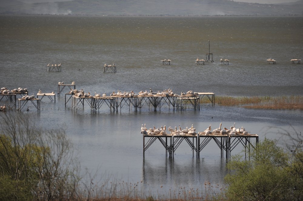 Nesli tehlikedeki tepeli pelikan yavruları kamerayla izleniyor