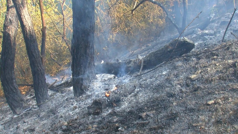 Bursa'da orman yangını: Ekipler bölgede