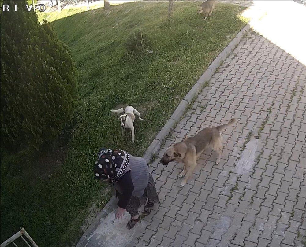 Başıboş köpeklerin saldırısından kaçarken düştü: Bu hale geldi