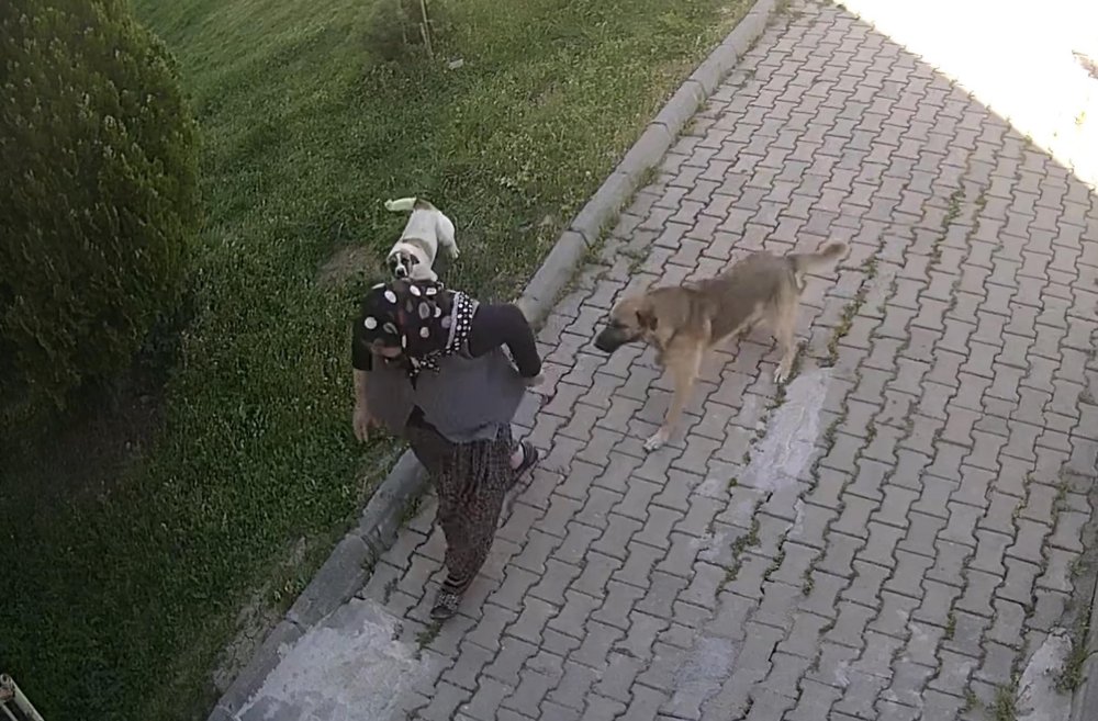 Başıboş köpeklerin saldırısından kaçarken düştü: Bu hale geldi